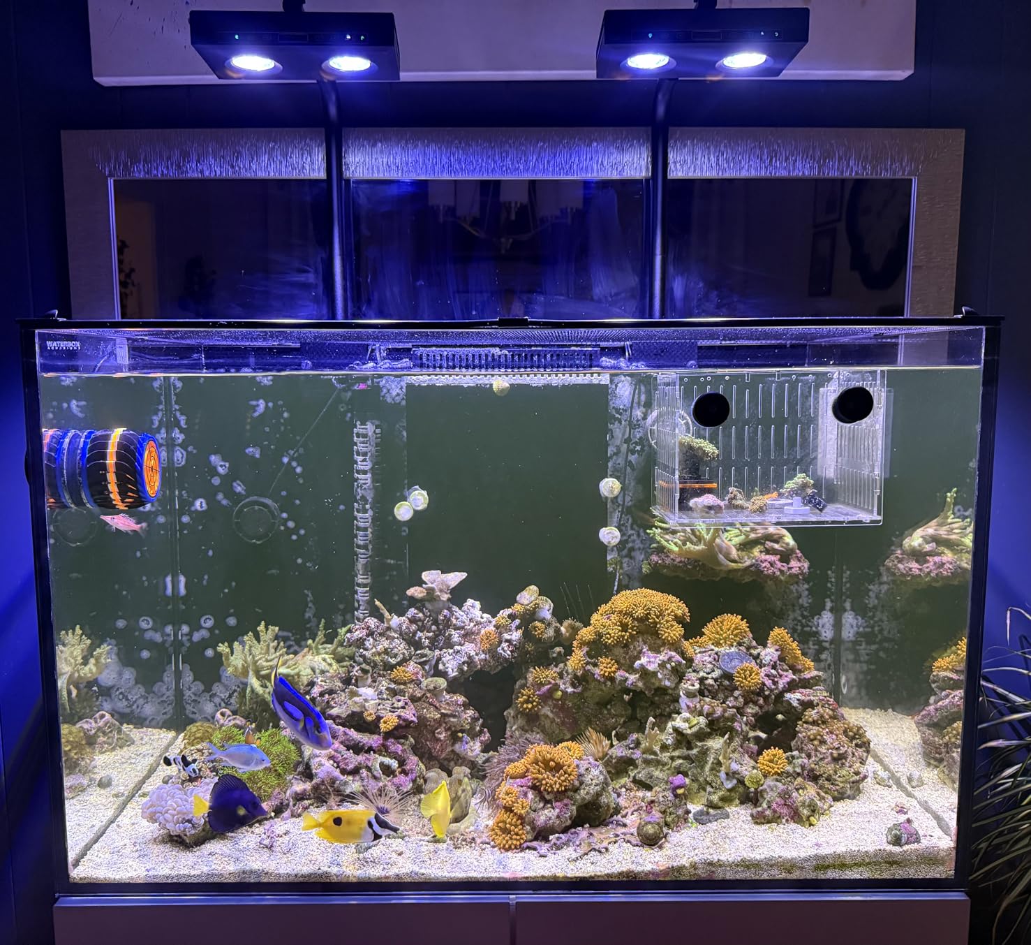 Aqua Marine Tank - Yüksek Güçlü DIY Spektrum 90W G5