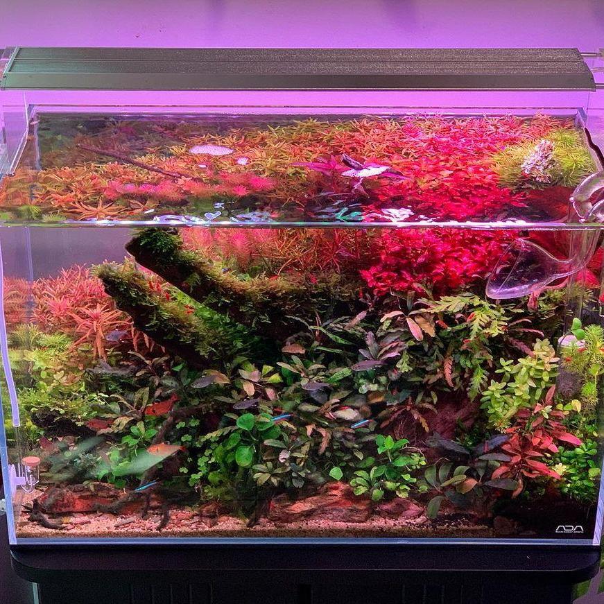 WEEK AQUA Akvaryum Deniz Merca - Aqua Marine Tank incelemesi ve fiyatı